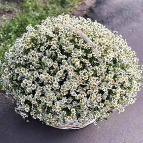 Композиция в корзине из 151 ромашки в Лобне