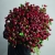 Монобукет из 75 кустовых роз Марун (70 см) в Лобне