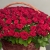 Композиция в корзине из 151 красной розы в Лобне