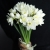 Букет из 25 нарциссов в Лобне Букет из 25 нарциссов в Лобне